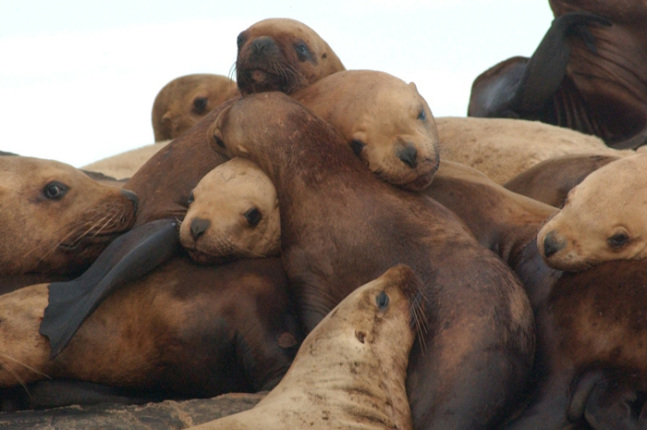 A group of friendly sea lions.  Source: Department of the Interior.